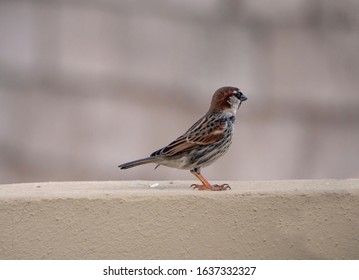a sparrow on a ledge