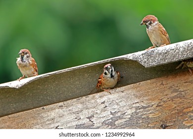 Sparrow on the roof
