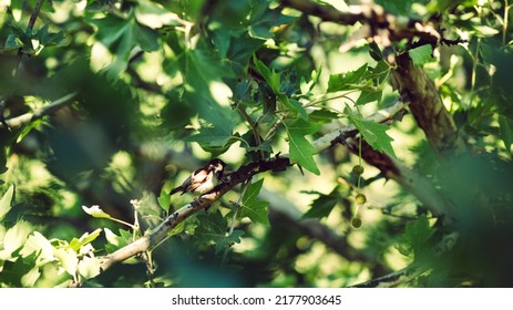 Sparrow On A Sycamore Branch