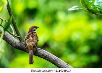 Sparrow on the tree
