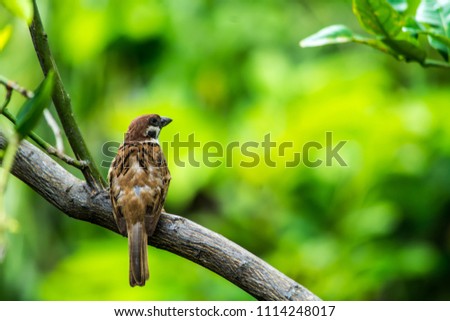 Sparrow on the tree