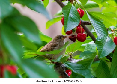 Sparrow On The Tree In Summer Time, Small Birds Outside. Little Bird On The Cherry Tree. Bird Eating Fruit. Sparrow Feeding With Cherry.