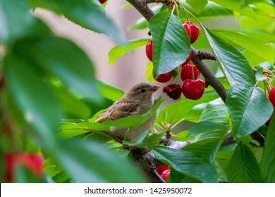 Sparrow On The Tree In Summer Time, Small Birds Outside. Little Bird On The Cherry Tree. Bird Eating Fruit. Sparrow Feeding With Cherry.