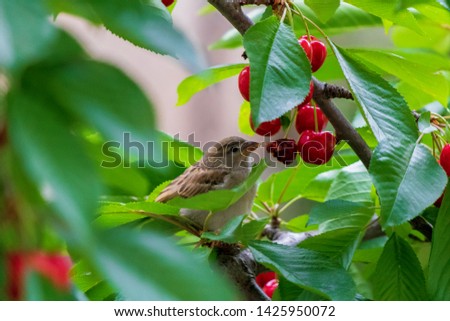 Sparrow on the tree in summer time, small birds outside. Little bird on the Cherry Tree. Bird eating fruit. Sparrow feeding with Cherry.