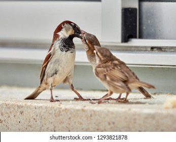 Sparrow (passer domesticus) feeding its young, in a window of a building in Xàtiva, Spain