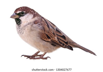 Sparrow (Passer italiae), isolated, with white background