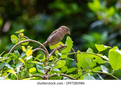A sparrow perched in the garden, on a weeping pussy willow