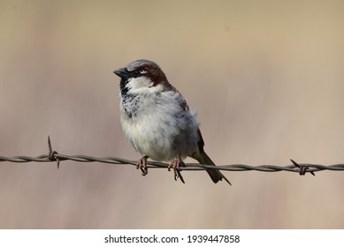 Sparrow Perched On Barb Wire In Field.