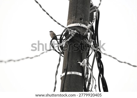 A sparrow perched on an electrical cable attached to a utility pole, showcasing everyday urban bird behavior and minimalist outdoor composition. Captured with natural lighting, ideal for wildlife, city life, and birdwatching themes.