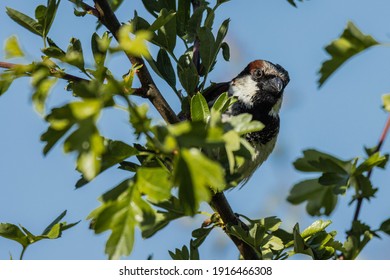 Sparrow Perched On A Hawthorn Hedge