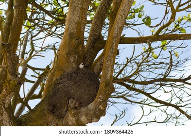 Sparrow Perched On Termite Mound On An Almond Tree Trunk.