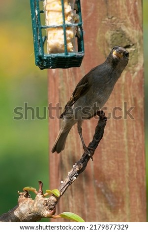 Similar – feeding Animal Wild animal