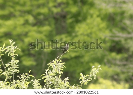 Sparrow Resting on an apple tree