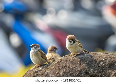 スズメ の画像 写真素材 ベクター画像 Shutterstock