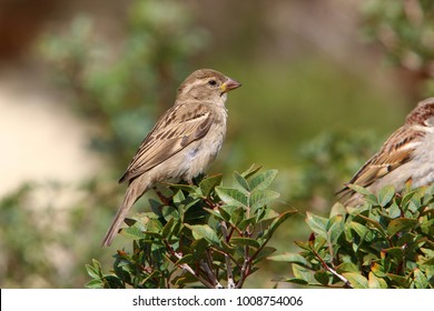 the sparrow sits on a branch and sings songs
