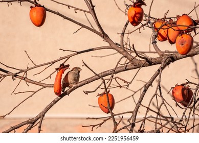 A sparrow sits on a persimmon tree branch after eating persimmons. Garden in winter Georgia (country). - Shutterstock ID 2251956459