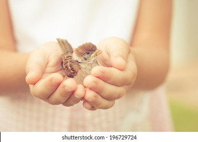 sparrow sitting in children`s hand