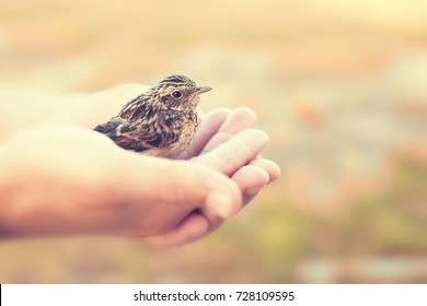 sparrow sitting in human`s hand, outdoors, toned photo