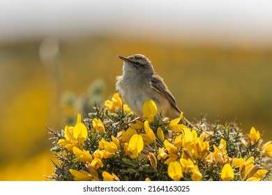 Sparrow Sitting On Common Gorse