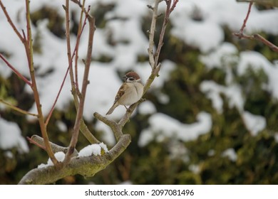 Sparrow Sitting On A Fruit Tree Branch In The Winter Garden With Snow On The Branches