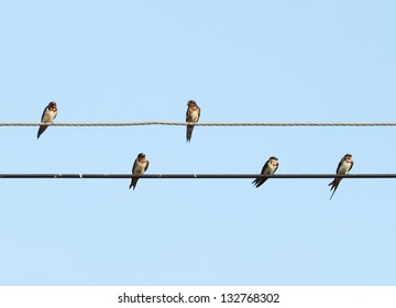 sparrow sitting on the power cable with sky