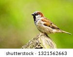 A Sparrow sitting on a wooden log in a Garden with blurred background