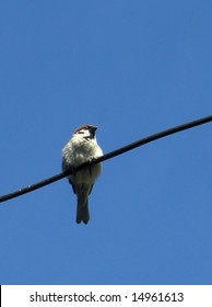 Sparrow is sitting in wire