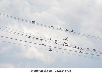Sparrow. Sparrows on an electric wire. Wild birds wall art, print set. Nice birds