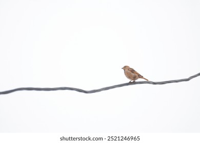 Sparrow. Sparrows on an electric wire. Wild birds wall art, print set. Nice birds