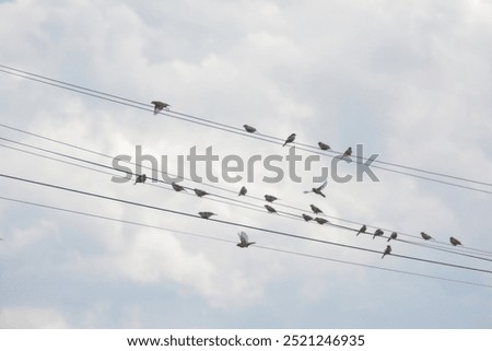 Sparrow. Sparrows on an electric wire. Wild birds wall art, print set. Nice birds