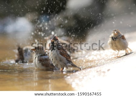 Similar – Image, Stock Photo sparrow riot Bird