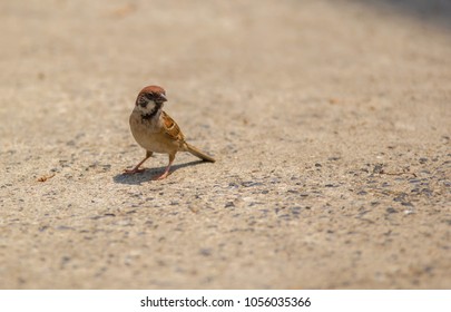 The Sparrow Standing on concrete floor - Shutterstock ID 1056035366