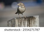 a sparrow stood on top of a wooden post in the bright sunshine