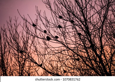 Sparrow in the sunset