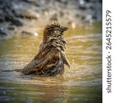 Sparrow taking a bath in a puddle
