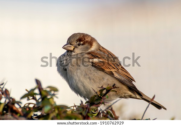 The\
sparrow is a widespread bird all over the\
world.
