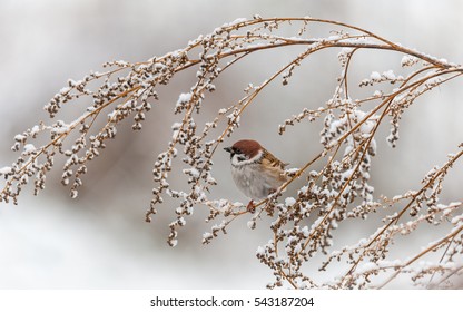 Sparrow in winter on dried plant - Powered by Shutterstock