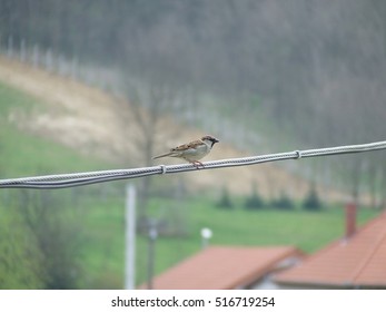 Sparrow the wire