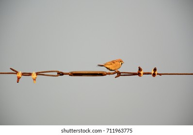 Sparrow with wire rust
