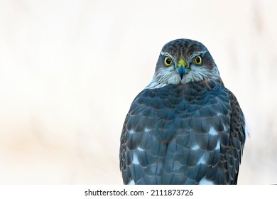 Sparrowhawk Accipiter Nisus, Hawk Turns Its Head. Close Up. Predatory Bird. Copy Spase.