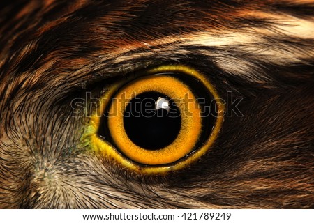 Sparrow-hawk eye