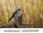 Sparrowhawk in morning sun rays. American kestrel, Falco sparverius, perched on rotten stump on meadow. Smallest and most common falcon in North America. Autumn wild nature. Wildlife. Natural habitat.