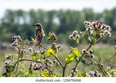 Sparrow Like Images Stock Photos Vectors Shutterstock Images, Photos, Reviews