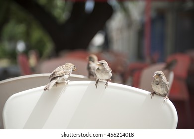 Sparrows