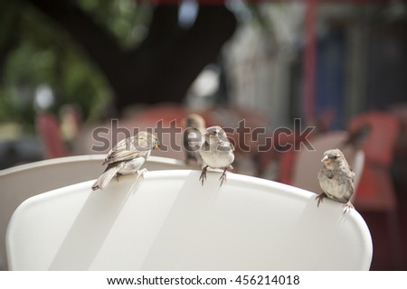 Sparrows