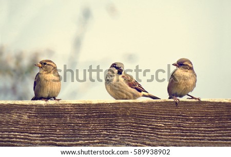  Sparrows                              