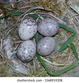 Song Sparrow Nest Images Stock Photos Vectors Shutterstock