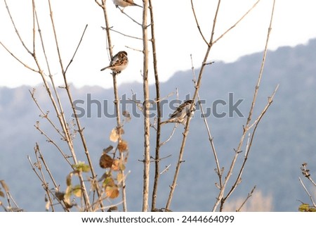 Sparrows. Bird, animal idea concept. Sparrows (Passer domesticus) perched on a tree branch. Bird, animal idea concept. No people, nobody. Horizontal photo. Ornithology. 