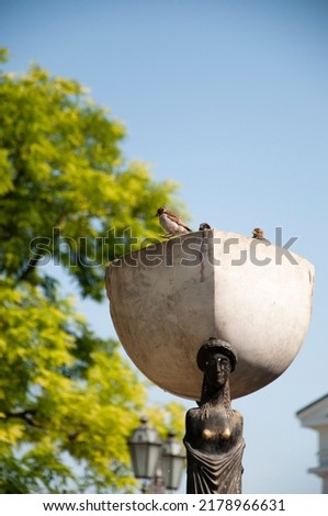 Sparrows birds sitting in stone bowl on head of female sculpture outdoors.
