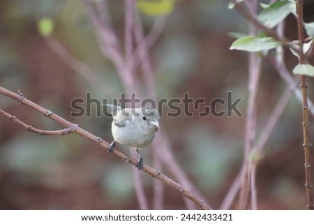 sparrows, birds, tiny birds, small birds,